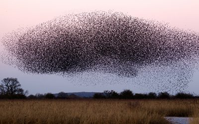 A JOURNEY WITH NATURE